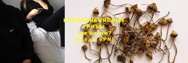 прущие грибы Магас